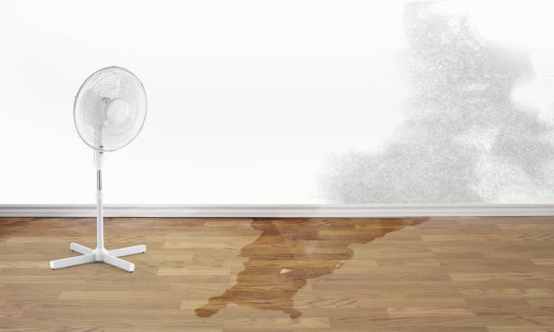 Best Flood restoration services  in Lynwood, IL